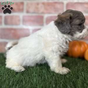 Hazel, Shih-Poo Puppy